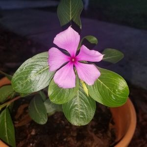 Meet your Posher, Al